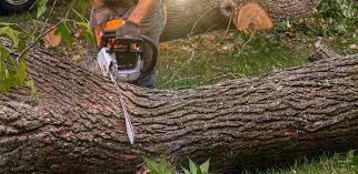 Best Hedge Trimming  in Humboldt, TN