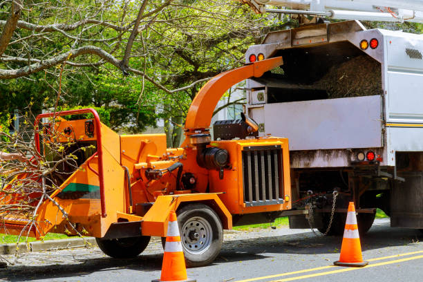 Best Stump Grinding and Removal  in Humboldt, TN